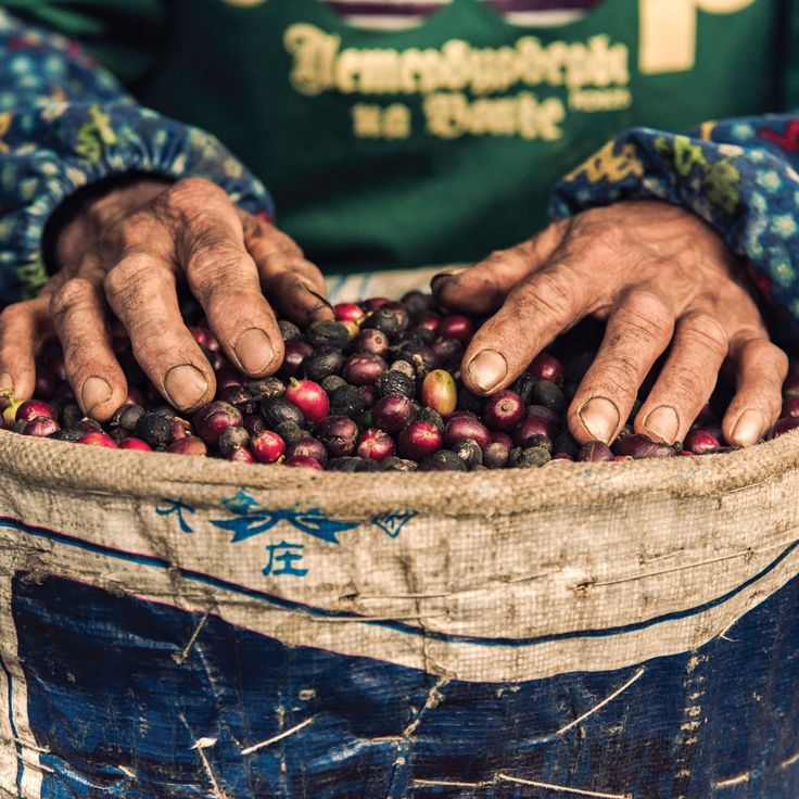 Chế biến cà phê tươi