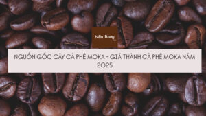 Nguồn gốc cây cà phê Moka - Gía thành của cà phê Moka năm 2025