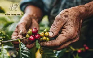 Cà phê Organic có tốt cho sức khỏe không