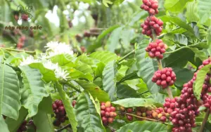 Cà phê Organic là gì ?