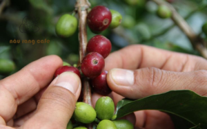 Các tiêu chí lựa chọn cà phê Organic