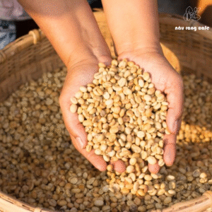 Quy trình chế biến cà phê khô Quy trình chế biến cà phê khô