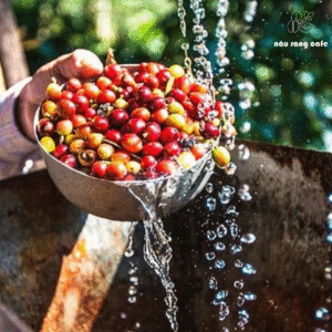 Chế biến hạt cà phê bằng phương pháp ướt Chế biến hạt cà phê bằng phương pháp ướt