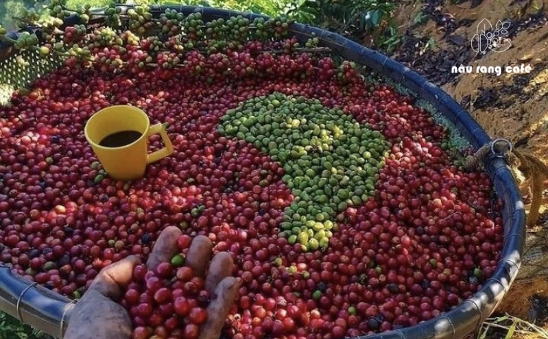 Bảng giá cà phê nguyên chất năm 2025