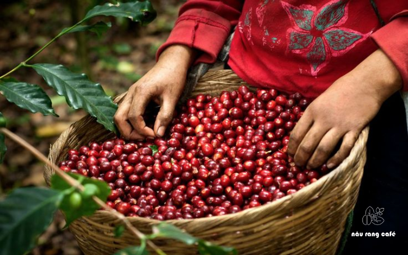 Cà phê hữu cơ Việt Nam
