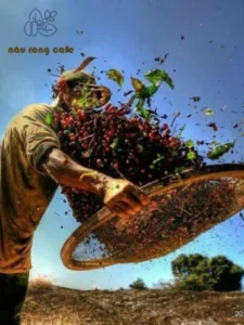 ảnh đại diện cà phê hữu cơ