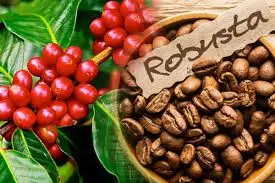 Cà phê rang mộc robusta chuẩn vị