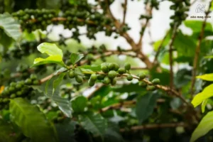 Hương Vị Robusta Đậm Đà – Linh Hồn Của Cà Phê Việt