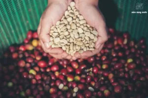 Tìm Hiểu Về Cà Phê Moka