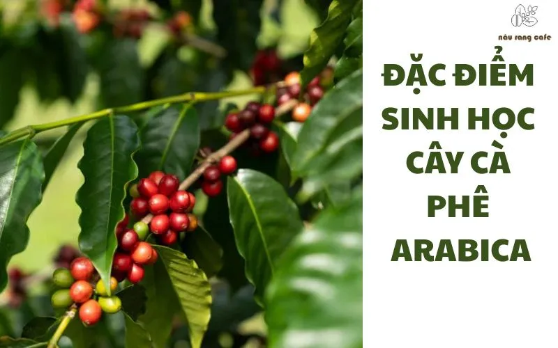 Shop bán cà phê Arabica rang mộc nguyên chất - TP.HCM