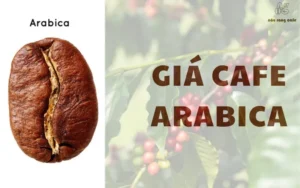 Giá cafe Arabica hôm nay: Cập nhật mới nhất thị trường ngày 19/06/2025