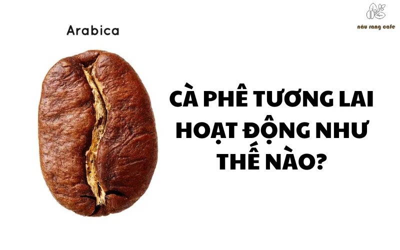 Giá cafe Arabica hôm nay: Cập nhật mới nhất thị trường ngày 19/06/2025