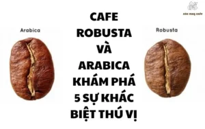 Cafe Robusta và Arabica – Khám phá 5 sự khác biệt thú vị