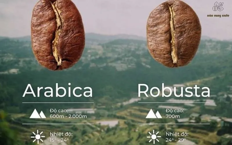Cafe Robusta và Arabica – Khám phá 5 sự khác biệt thú vị