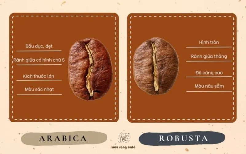 Cafe Robusta và Arabica – Khám phá 5 sự khác biệt thú vị