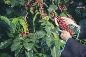 Bạn Biết Cà phê Việt Nam Có Gì Đặc Biệt Không?