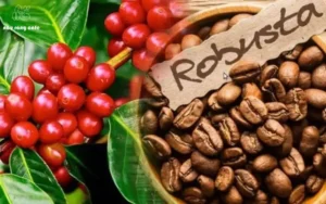 Cà phê hạt rang xay Robusta