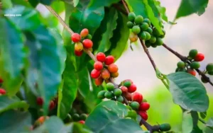 Cà phê moka có hương vị gì
