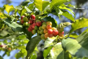 cây cà phê arabica