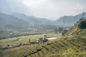 cây cà phê arabica
