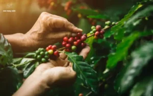 cà phê moka có vị gì