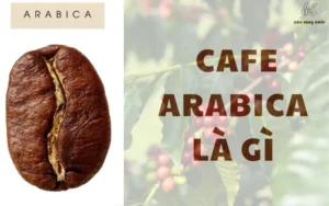 Cafe Arabica là gì? Tìm hiểu từ nguồn gốc đến những giống phổ biến tại Việt Nam
