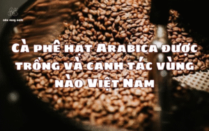 Cà phê hạt Arabica được trồng và canh tác vùng nào Việt Nam