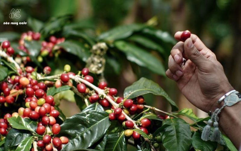 VÙNG TRỒNG CÀ PHÊ HẠT ARABICA NHIỀU NHẤT VIỆT NAM