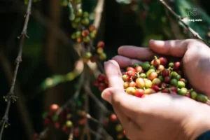 cây cà phê arabica