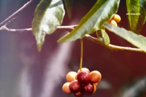 cây cà phê arabica