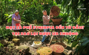 Hạt cà phê Ethiopia đến từ đâu? Tại sao lại được ưa chuộng