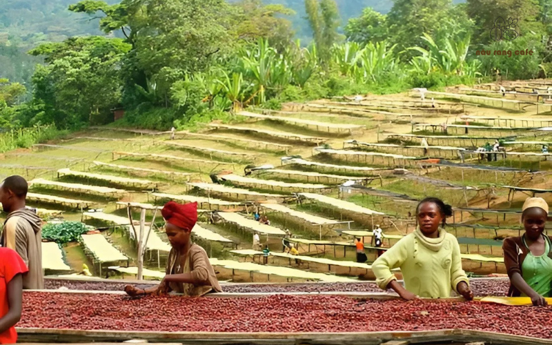 Hạt cà phê Ethiopia nguồn gốc từ đâu 